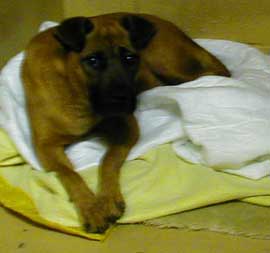 Recovered Cruelty Case